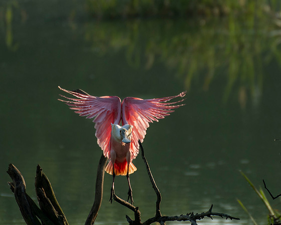 Roseate Spoonbill High Island