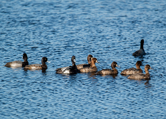 Greater Scaup Brazoria NWR