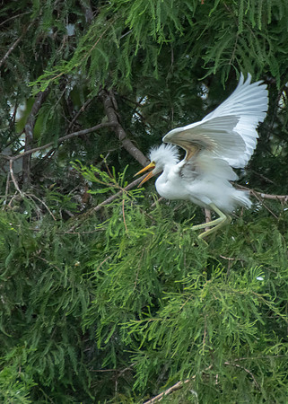 Great Egret chick
