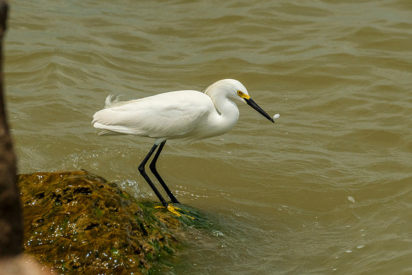 Snowy egret