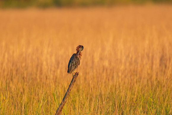 Green heron_Port Bolivar