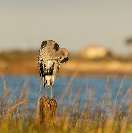 Great blue heron