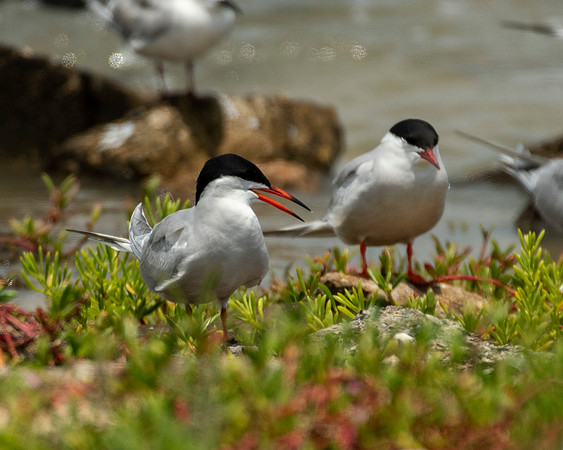 Common tern