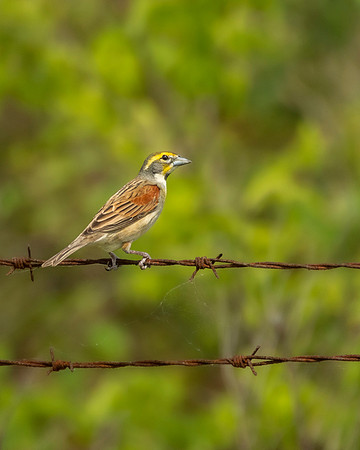 Dickcissel