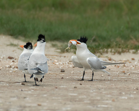 Royal Terns