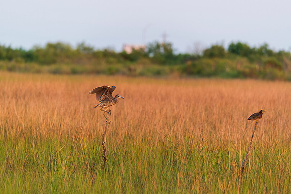 (L) Yellow crowed night heron juvenile Port Bolivar
