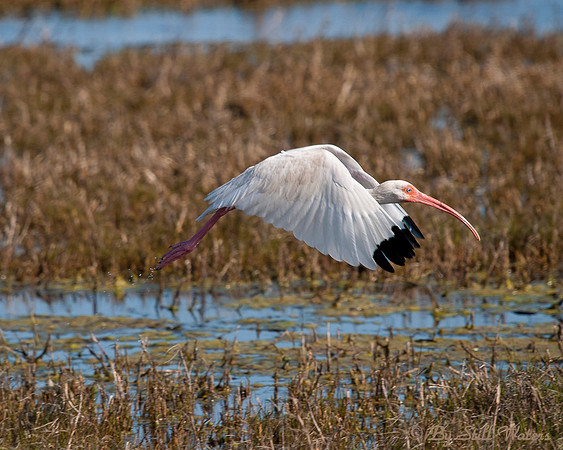 White-faced Ibis