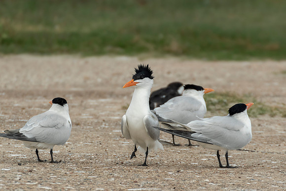 Royal Terns
