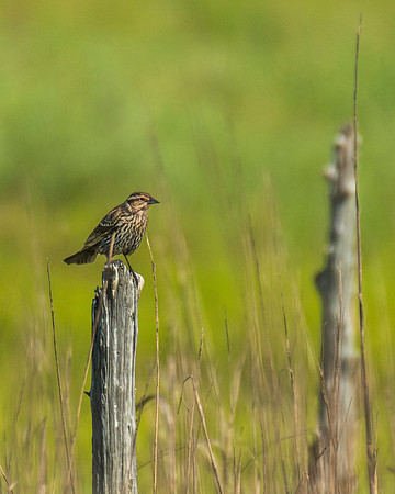 Redwinged Blackbird female