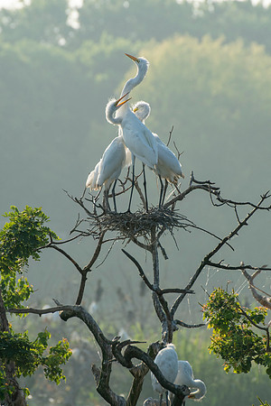 Great Egret Chicks High Island