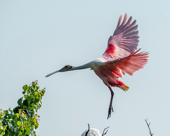 Roseate Spoonbill High Island
