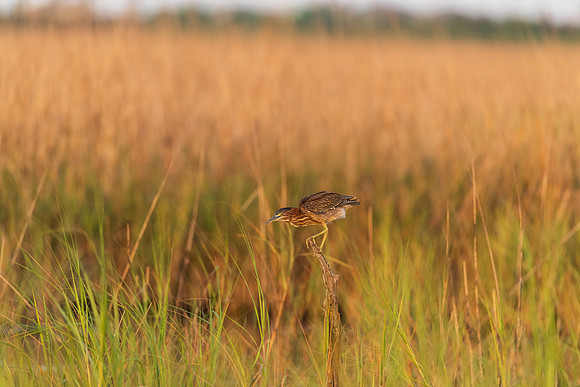 Green heron_Port Bolivar_1578