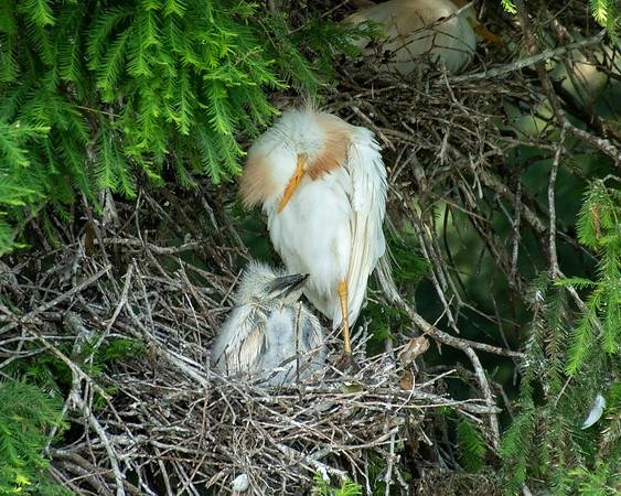 Cattle Egret with chick Resoft Park