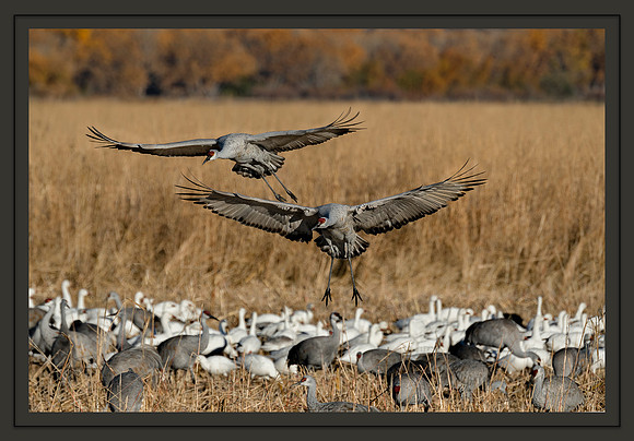 SandhillCranes