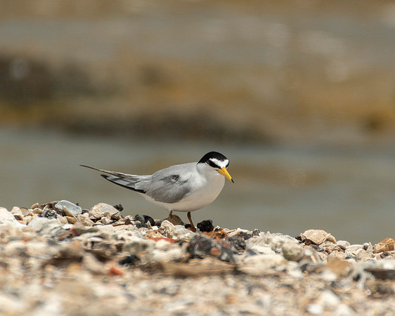 Common tern