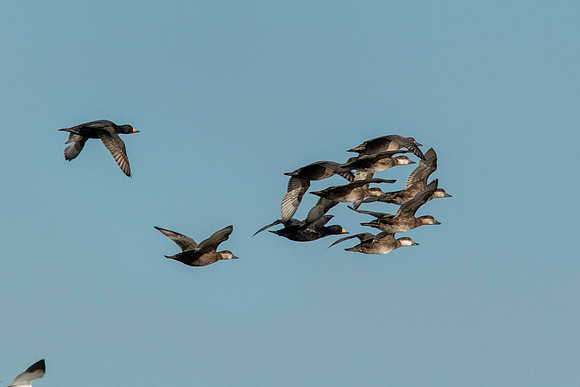 Black scoters