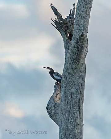 Anhinga