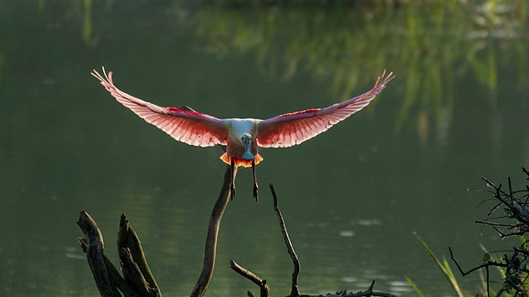 Roseate Spoonbill High Island