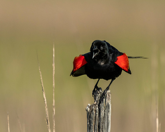 Redwinged Blackbird