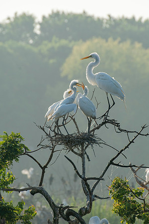 Great Egret Chicks High Island