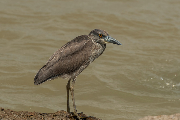 Juvenile yellow crowned heron