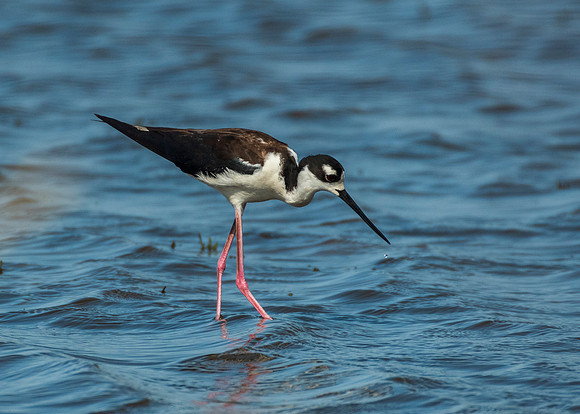 Black neck stilt