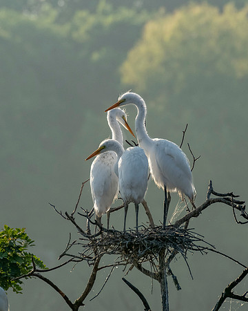Great Egret Chicks