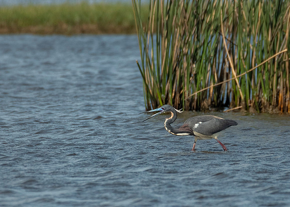 Tricolored heron