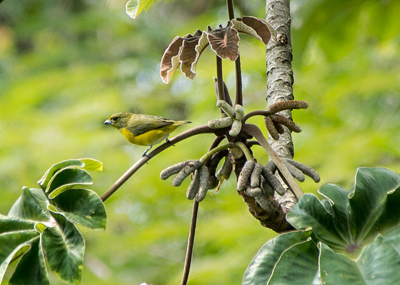 CostaRica