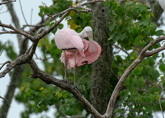 Roseate Spoonbil