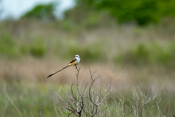 Scissor tailed flycatcher