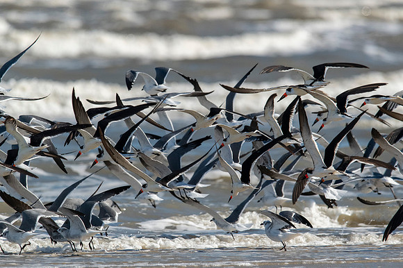 Black skimmers