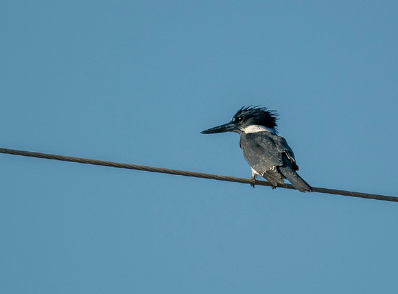Kingfisher_Port Bolivar