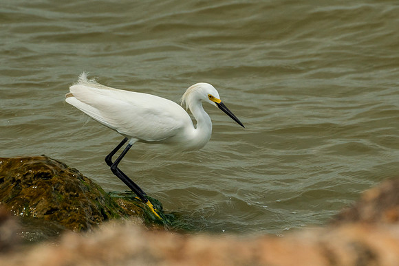 Snowy egret