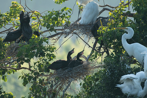 Cormorants High Island