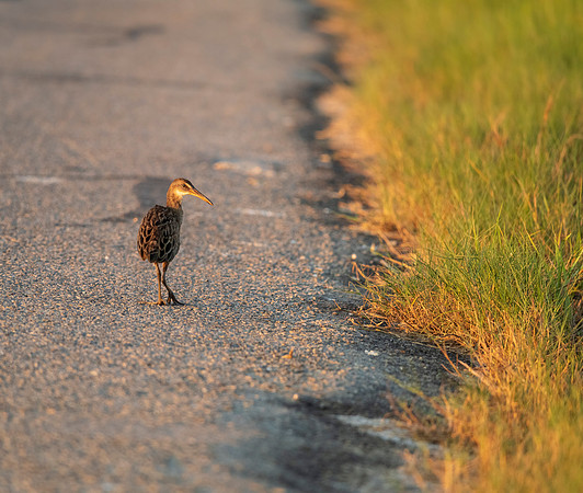 Clapper rail