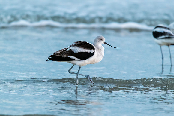 Avocet