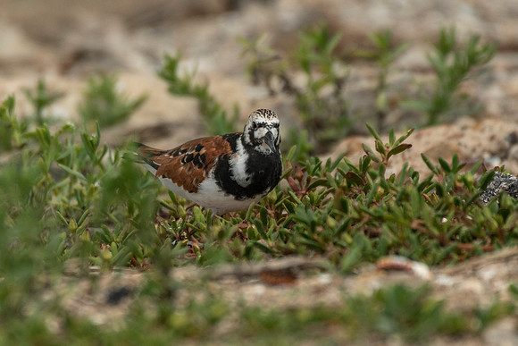 Ruddy turnstone