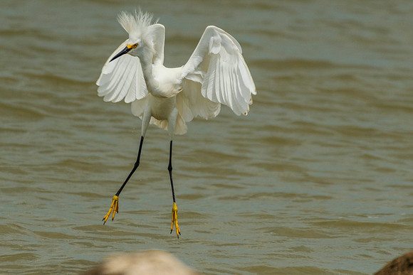 Snowy egret
