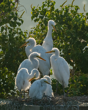 EgretChicks 2018_HighIsland_5740
