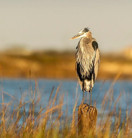 Great blue heron