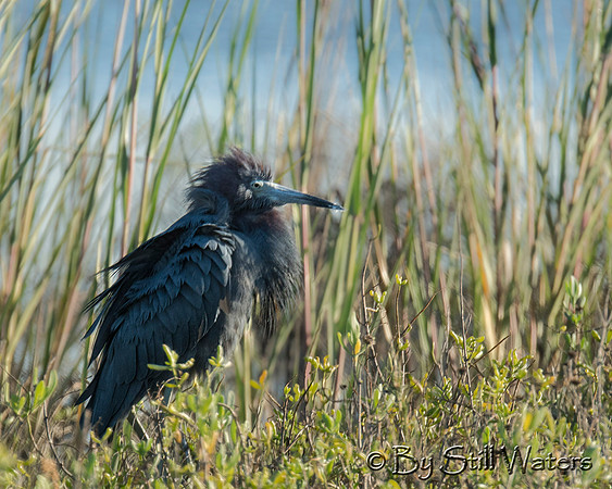 Little Blue Heron