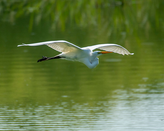 Great Egret High Island