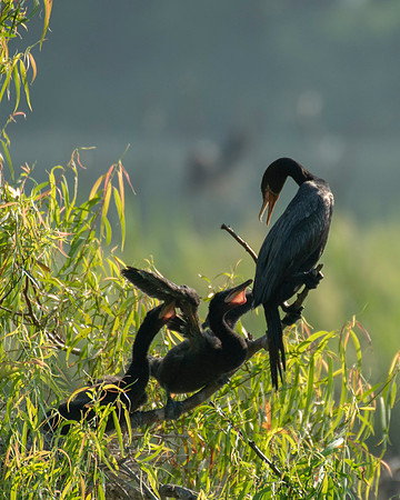 Cormorants High Island