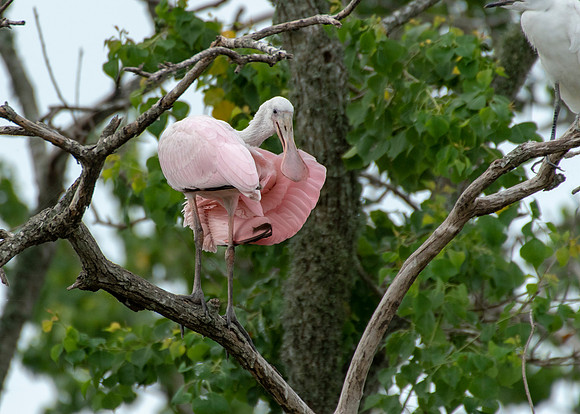 Roseate Spoonbill