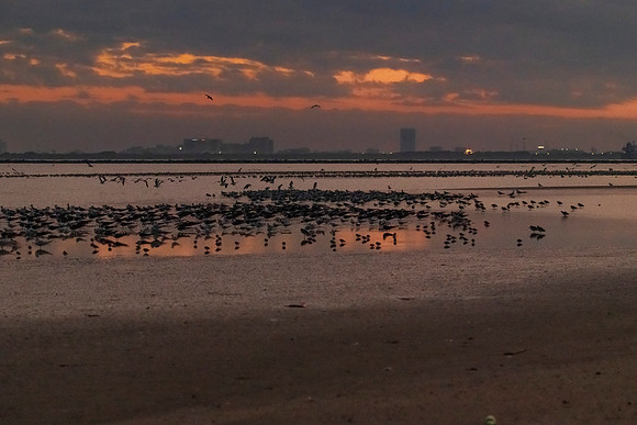 Bolivar Flats to Galveston