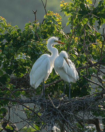 Great Egret Chicks High Island
