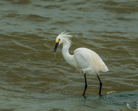 Snowy egret