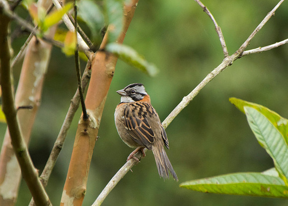 Costa Rica