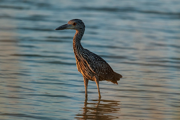 Yellow crowned  night heron juvenile Port Bolivar